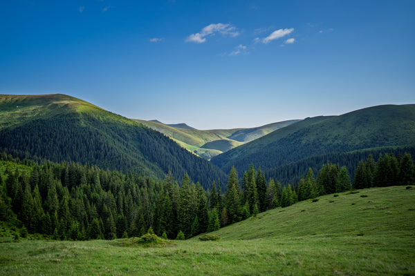 Secretul sucului de afine sălbatice